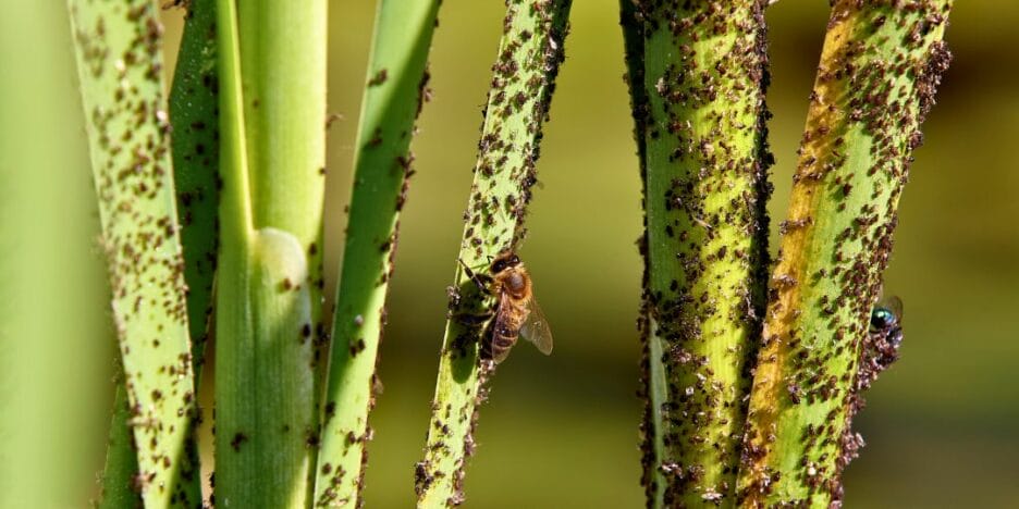 Plagas en cultivos -  insectos en cultivo hotícola