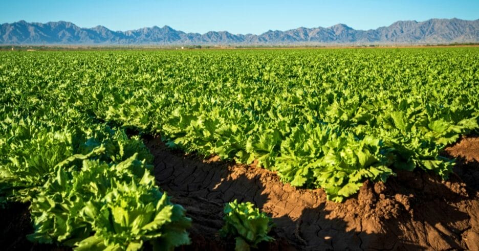 Campo de lechugas en buen estado y tierra bien cuidada gracias a los bioestimulantes naturales