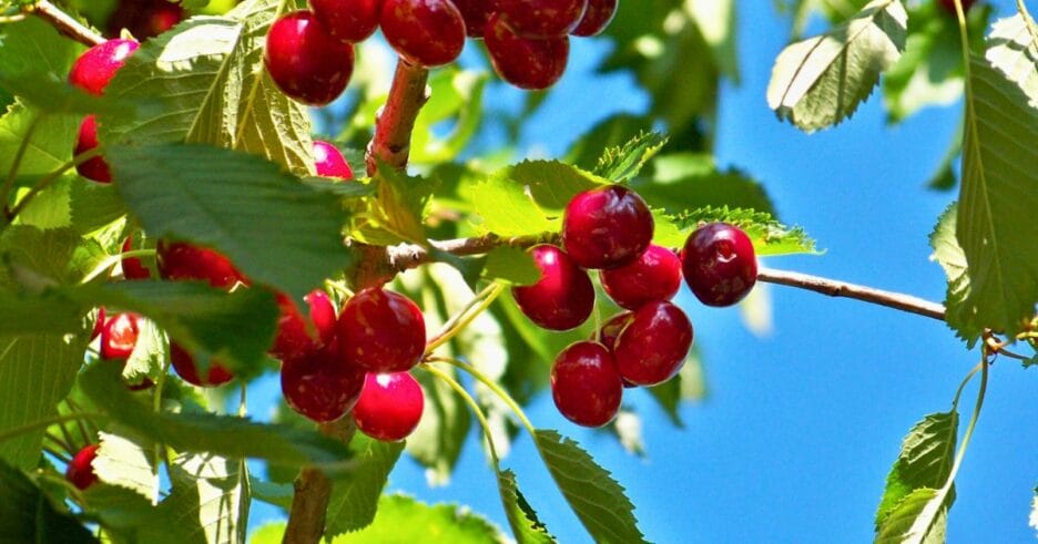 Cerezas colgando de un cerezo, mostrando la promoción de flores y frutos de verano con bioestimulantes naturales