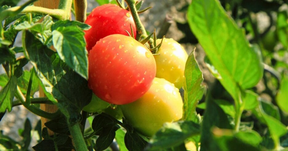 Tomates con gotas de agua en una tomatera recuperados del estrés hídrico en verano con bioestimulantes naturales