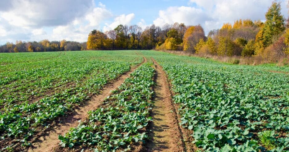 Campo de cultivo de otoño